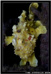 The cutest wartty frogfish so far, picture taken in Koh L... by Yves Antoniazzo 